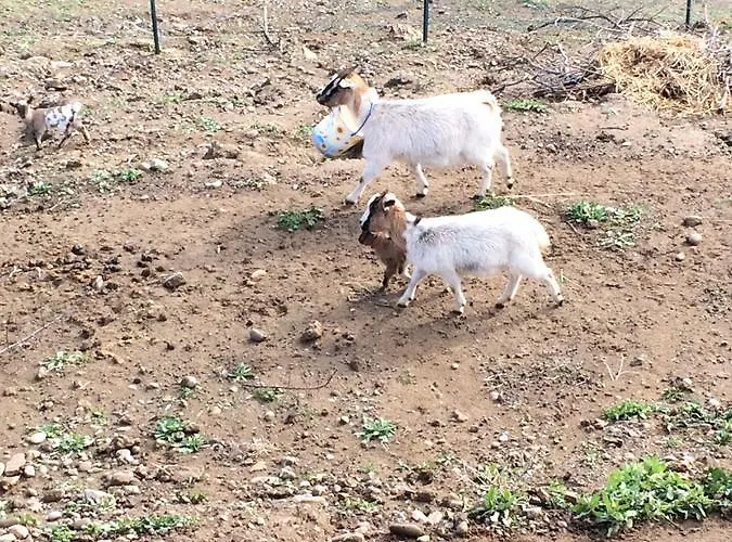 Hotel Ristorante Termitito Scanzano Jonico